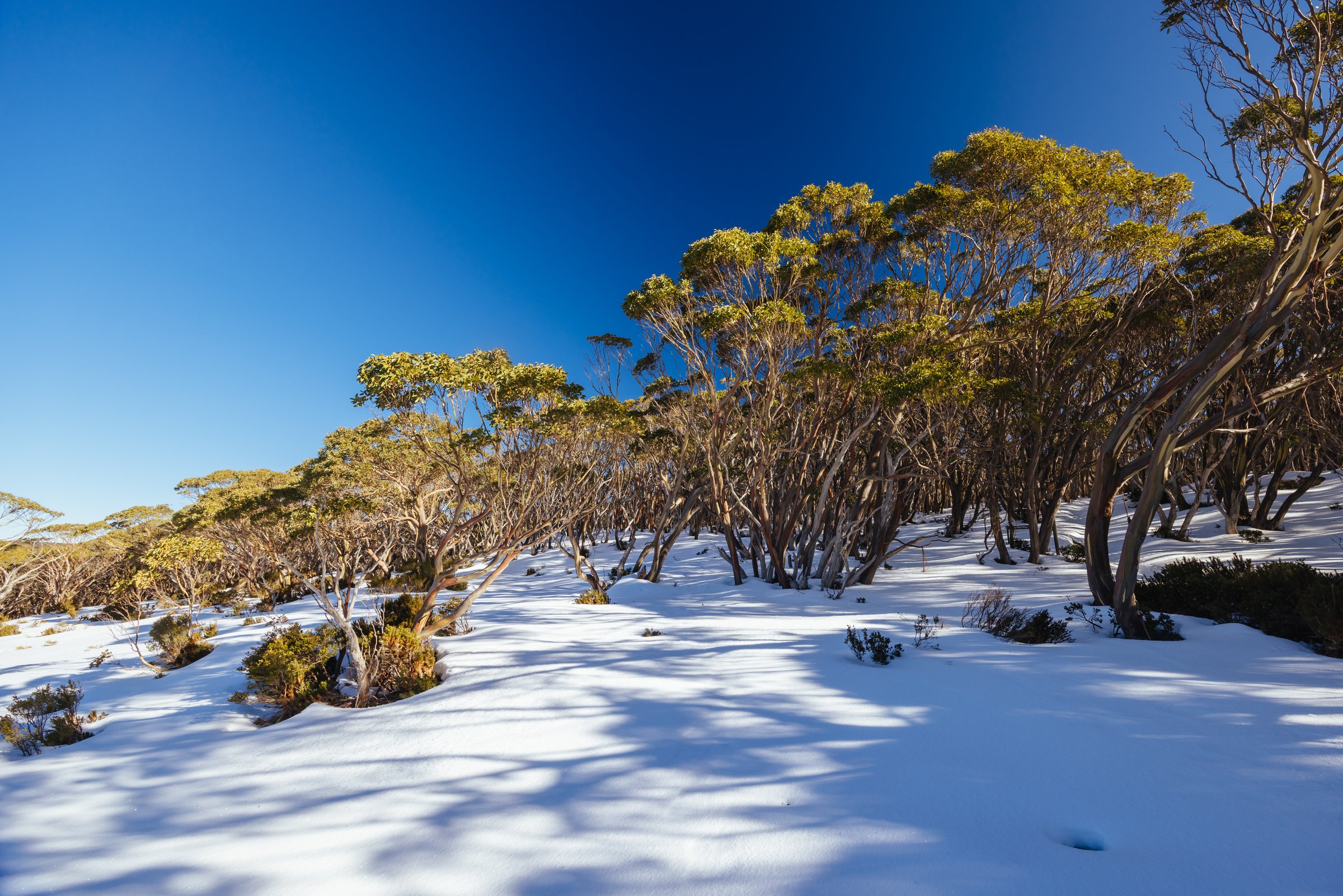 Mount Baw Baw