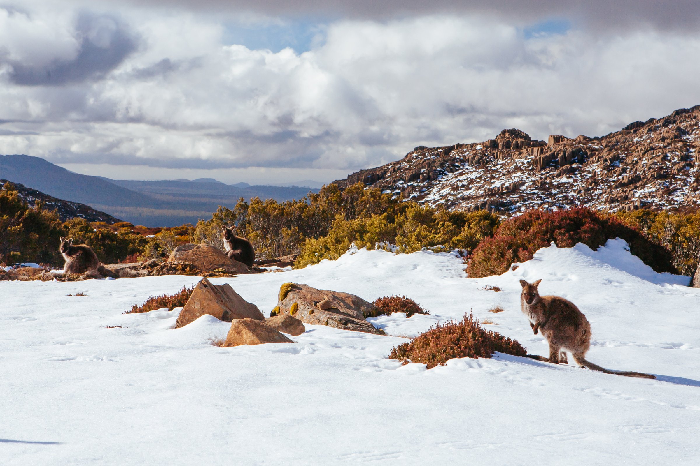 Ben Lomond